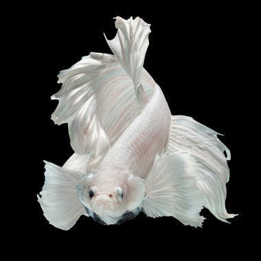 暹羅斗魚斗魚圖片