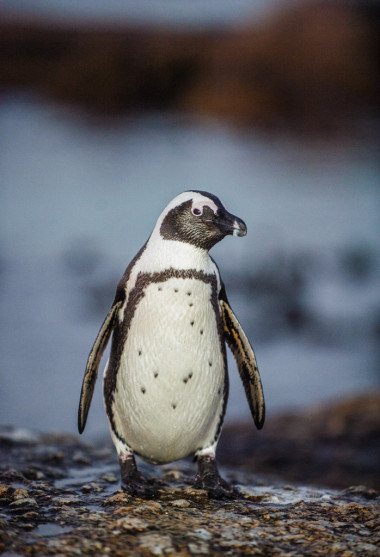 暮色的非洲企鹅