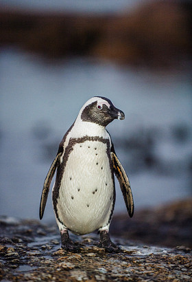 暮色的非洲企鹅