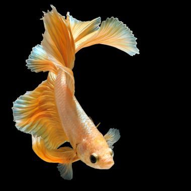 暹羅斗魚斗魚圖片