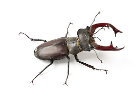 鹿角甲虫