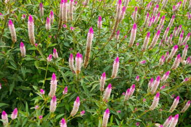 鵪鶉草的拉丁名字葙圖片