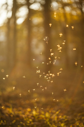在彩林跳舞仙女 （蠓）