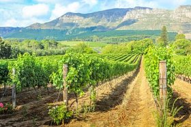 斯泰伦博斯葡萄酒农场图片