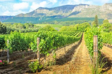 斯泰倫博斯葡萄酒農場圖片