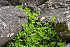 紫贝植物的亚速尔群岛