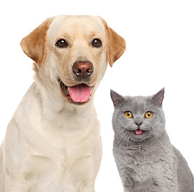 猫和狗在一起