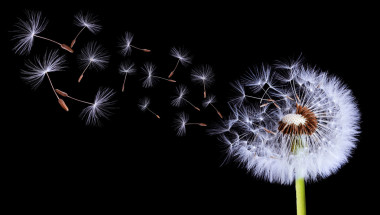 Dandelion 的舞女