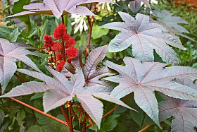 蓖麻植物开花照片