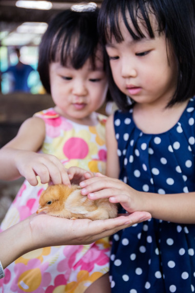 亞洲的中國(guó)小女孩觸摸一只小雞