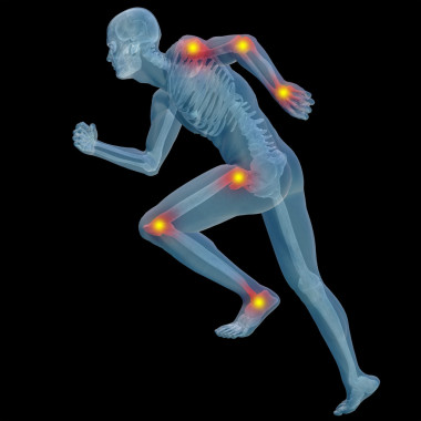 人类的人解剖图片