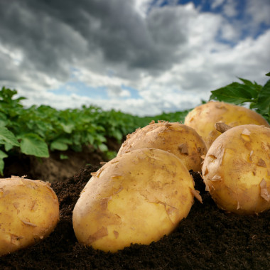 新鮮挖土豆上一個字段