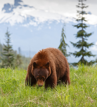 黑熊肉桂色图片
