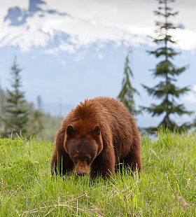 黑熊肉桂色图片