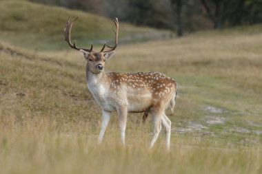 男性休閑地鹿圖片