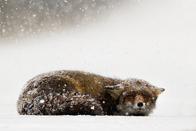 冬季的赤狐照片