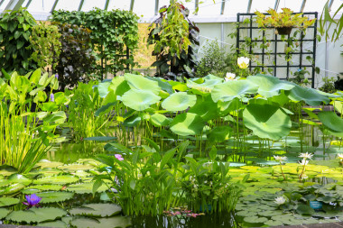 暖氣的房間里開滿了美麗的蓮花花惠靈頓植物園