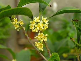 桂花照片