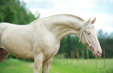 creamello 純種 akhalteke 種馬的肖像