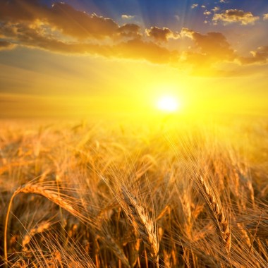 在太阳的光线中的麦田