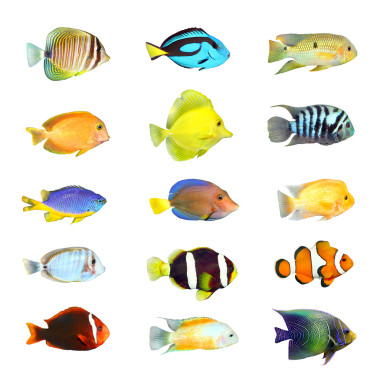 熱帶魚(yú).圖片