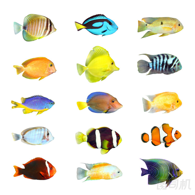 熱帶魚.圖片