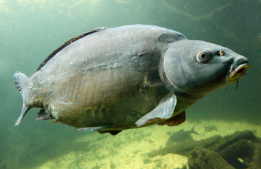 (鯉魚(yú)鯉魚(yú)).圖片