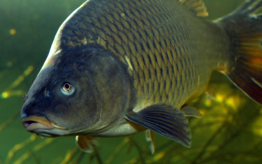 (鯉魚(yú)鯉魚(yú))