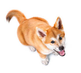 秋田犬纯种小狗照片