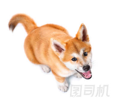 秋田犬純種小狗照片