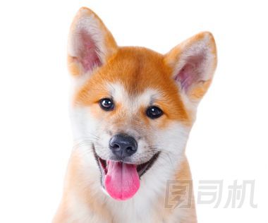 秋田犬純種小狗 