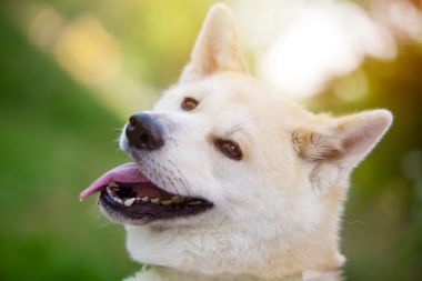 日本秋田 （小八的肖像)