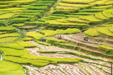 梯田在越南图片
