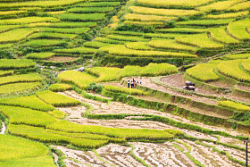 梯田在越南图片