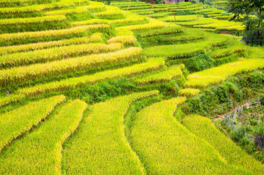 梯田在越南