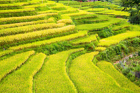 梯田在越南