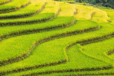 梯田在越南圖片
