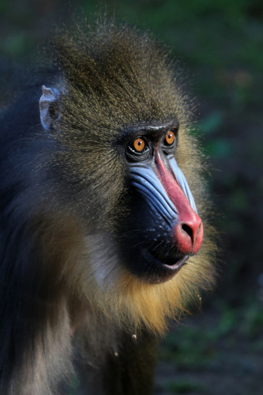 在動(dòng)物園里的多彩山魈圖片