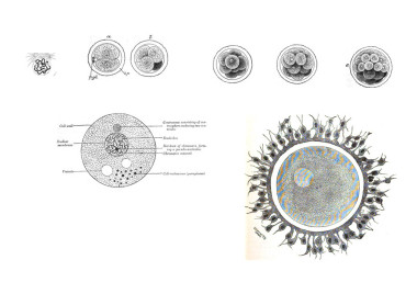 8 人類胎兒發(fā)展的意