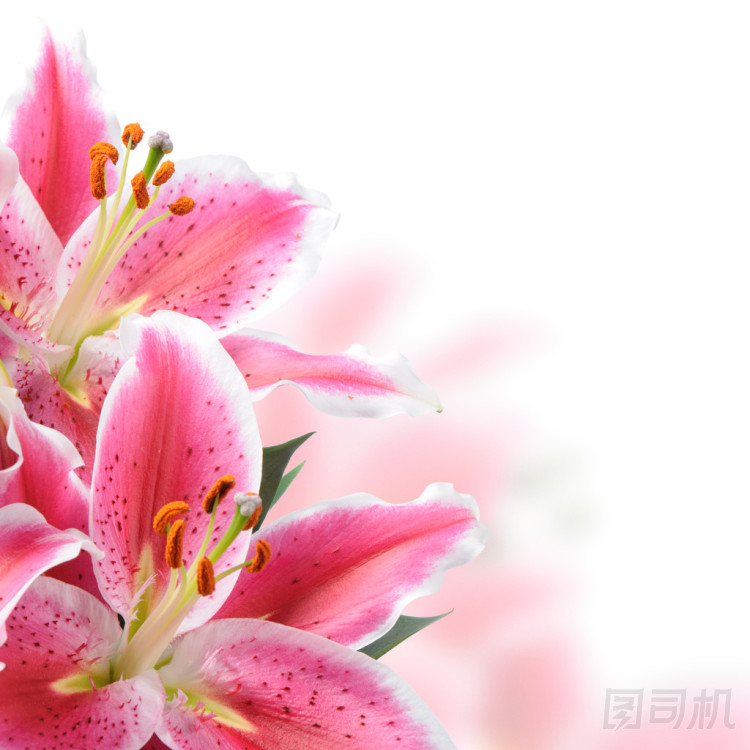 粉紅色的百合花