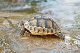 土耳其阿拉尼亚海滩