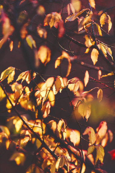 溫暖和充滿活力的秋天背景，太陽(yáng)光線透過(guò)無(wú)線