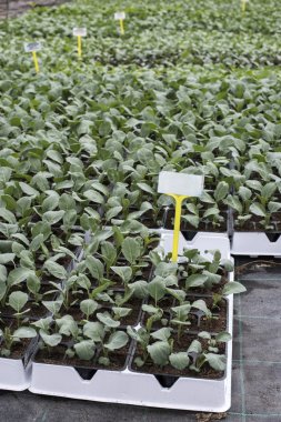 在花盆里种植西兰花