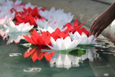 節(jié)日的代沃利蓮花提供上水