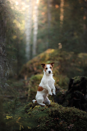 狗Jack Russell Terrier