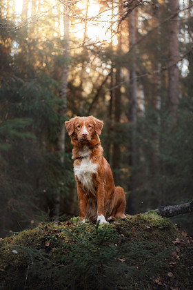 收费猎犬的狗新斯科舍省鸭