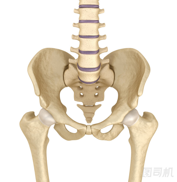 骨盆解剖，3d 渲染
