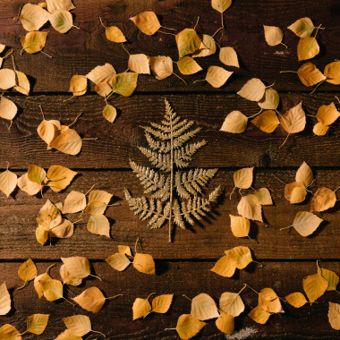 圣诞树上秋背景.图片