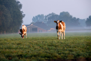 青年母牛在字段中在多霧的早晨