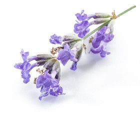 束薰衣草或薰衣草花白色背景上孤立